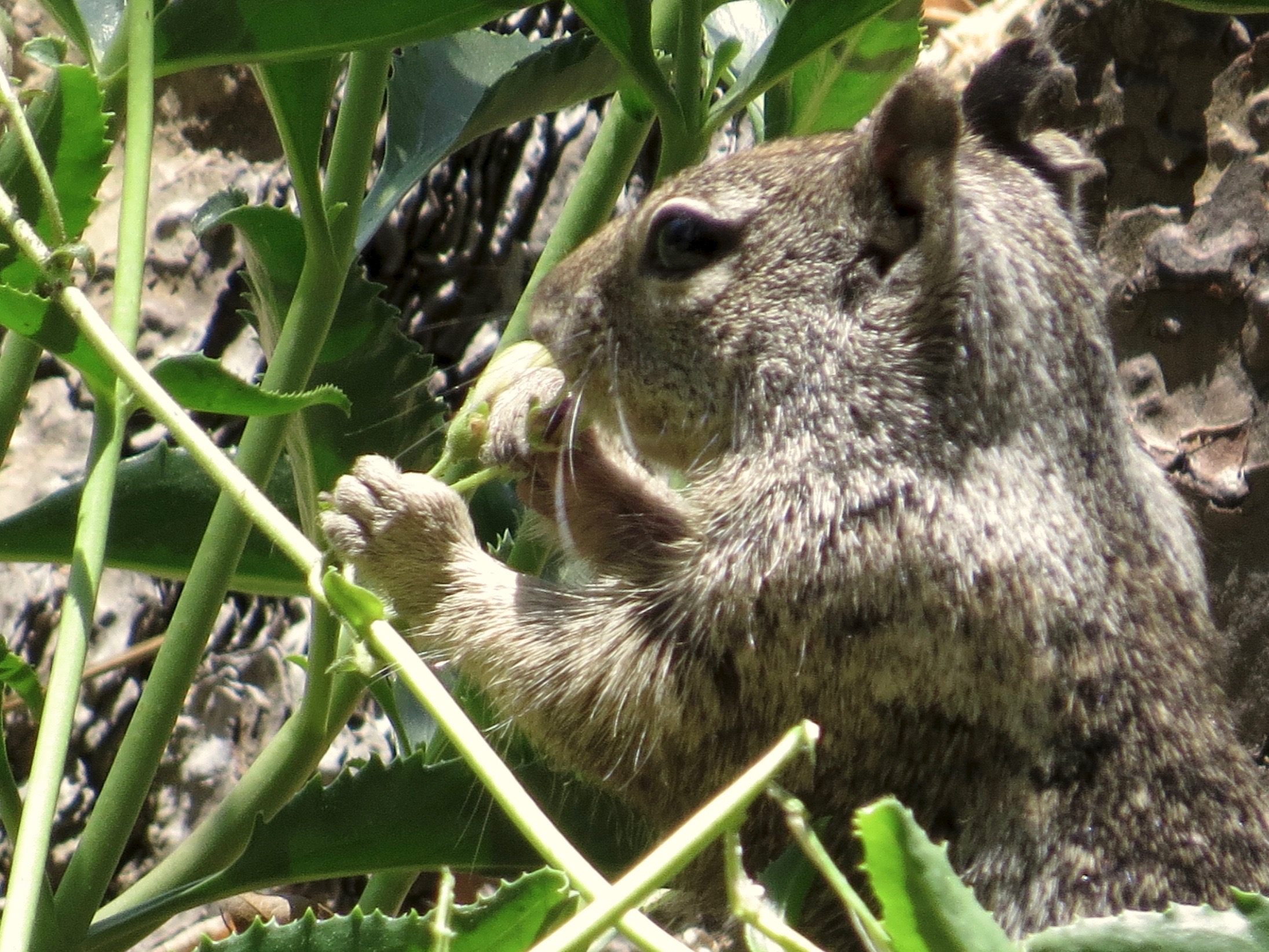 Read more about the article Lunch with a Ground Squirrel