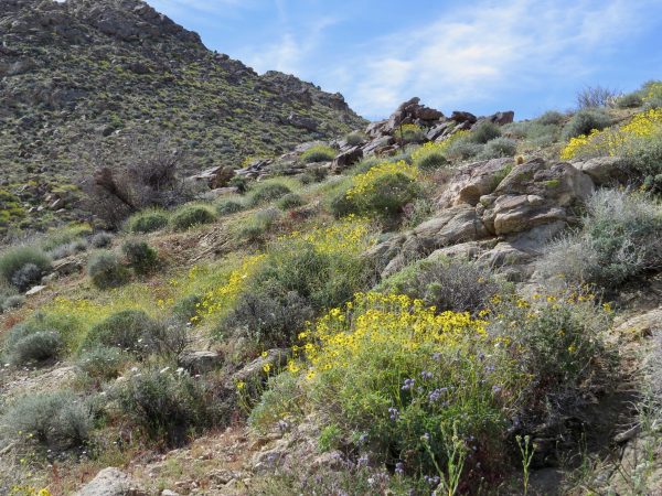 You are currently viewing Desert Wildflower Super Bloom