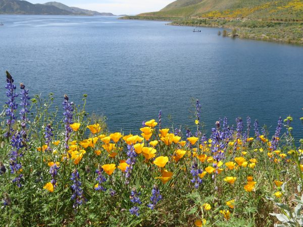 Read more about the article Wildflower Super Bloom – Diamond Valley Lake, California