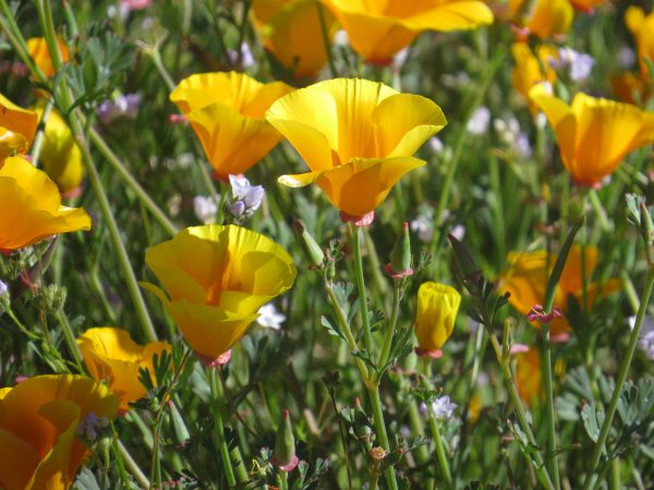 You are currently viewing Wildflower Super Bloom – Anza, California