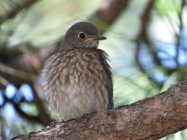 You are currently viewing Young Bluebird