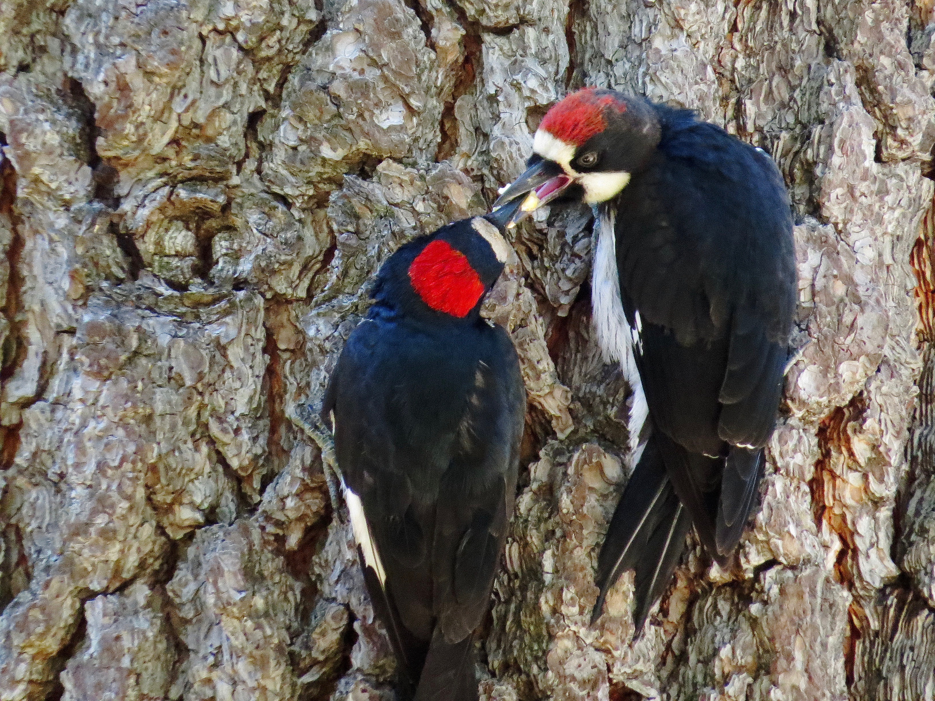 Read more about the article Acorn Woodpecker Teen