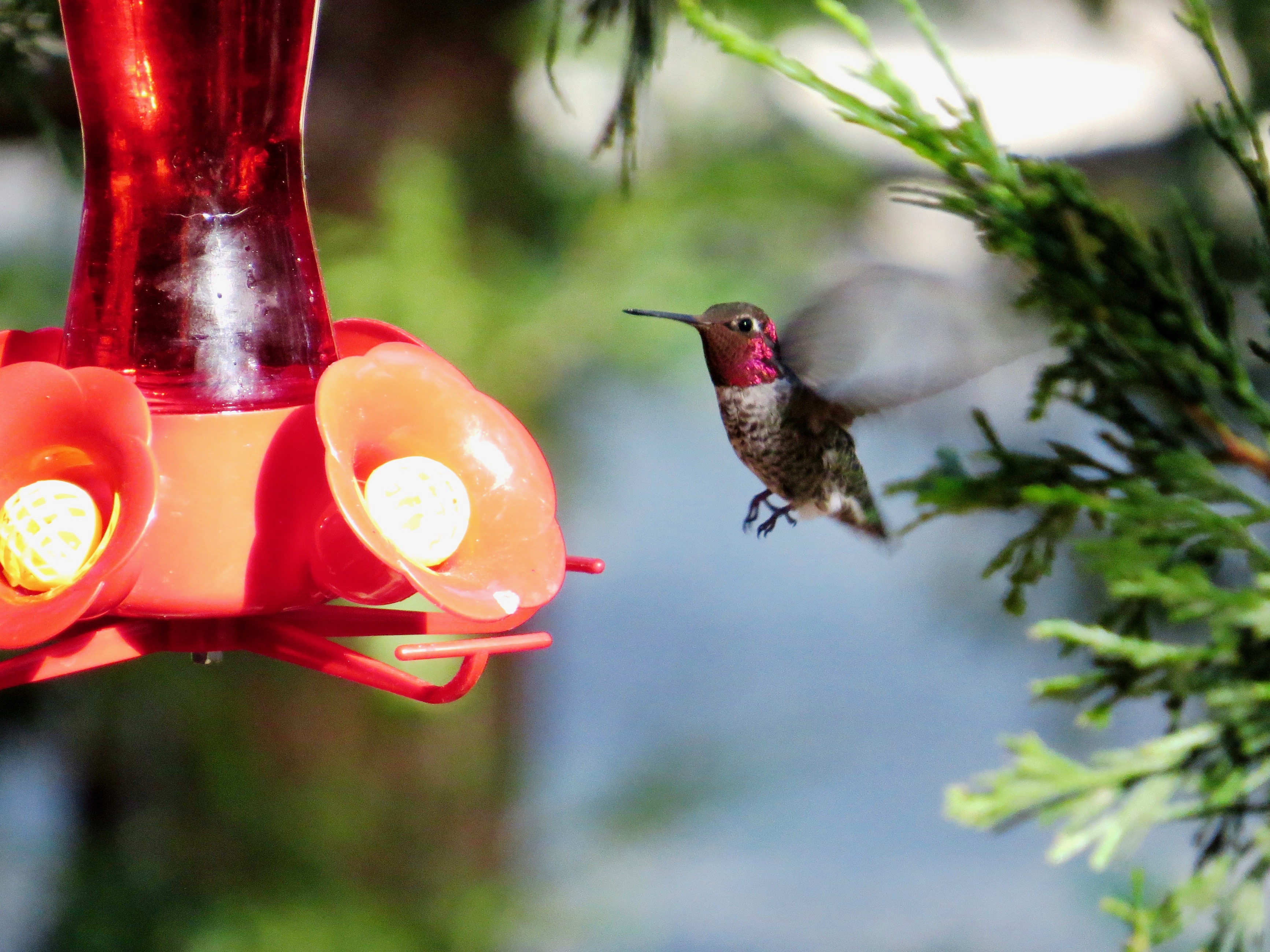 You are currently viewing Dinner with a Hummer