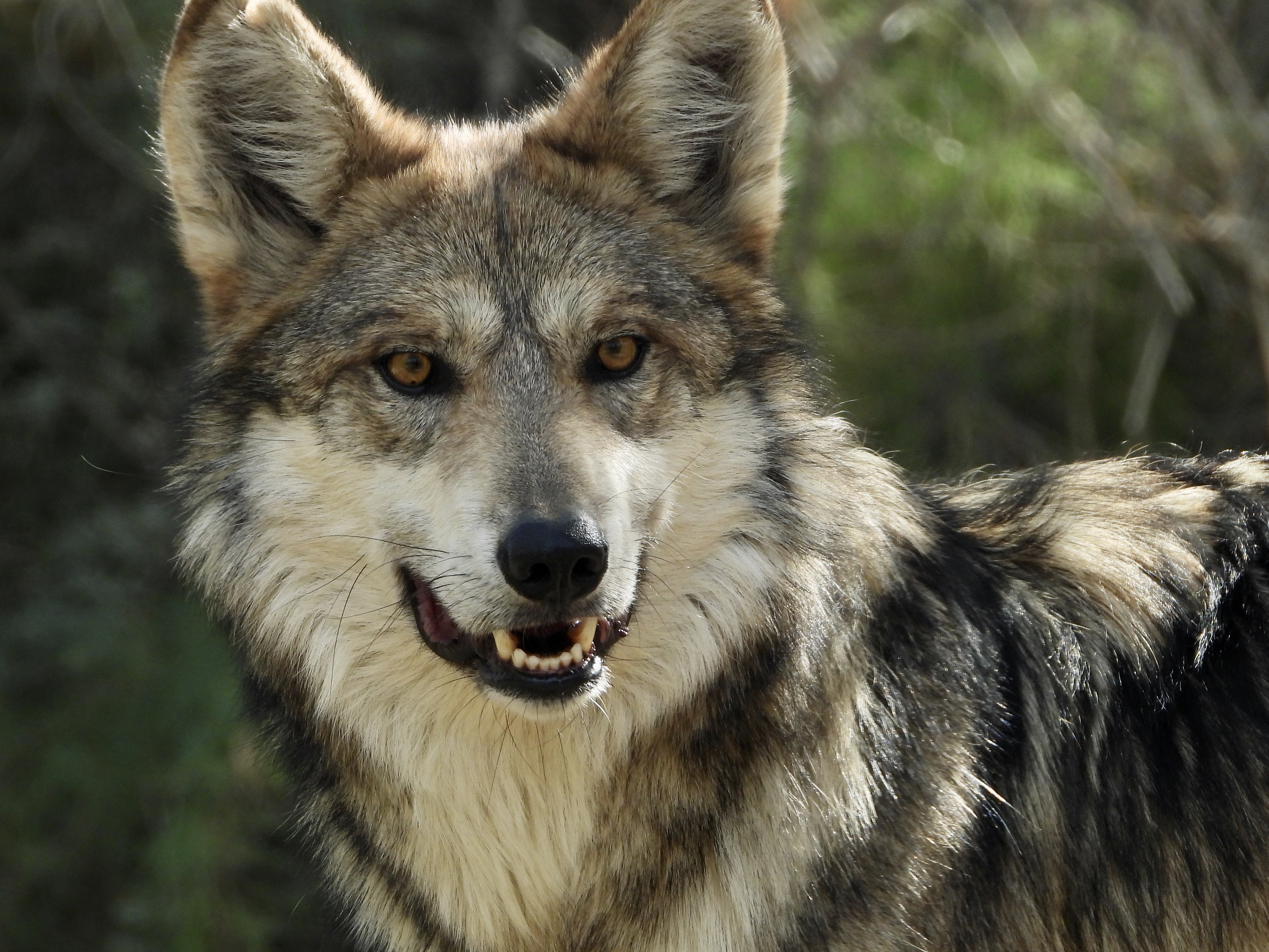 You are currently viewing The Living Desert