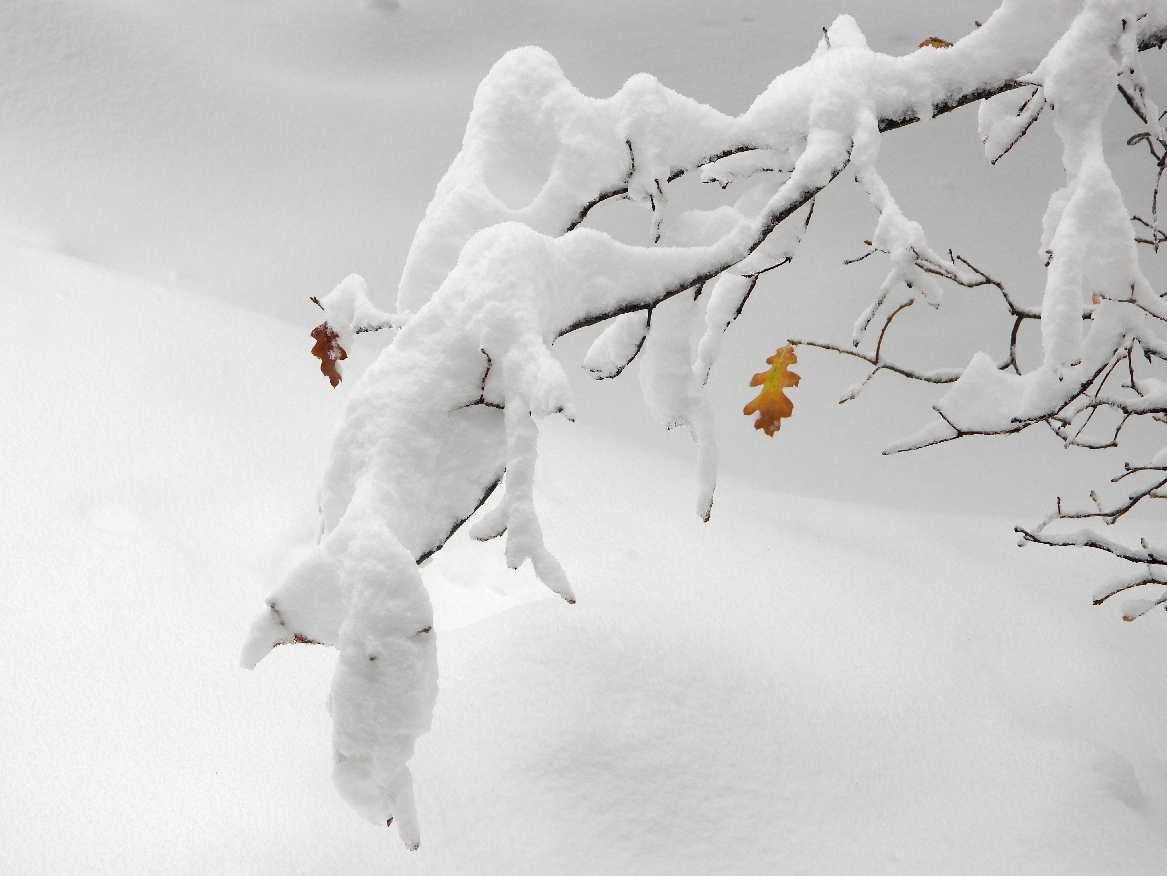 You are currently viewing Thanksgiving Snow