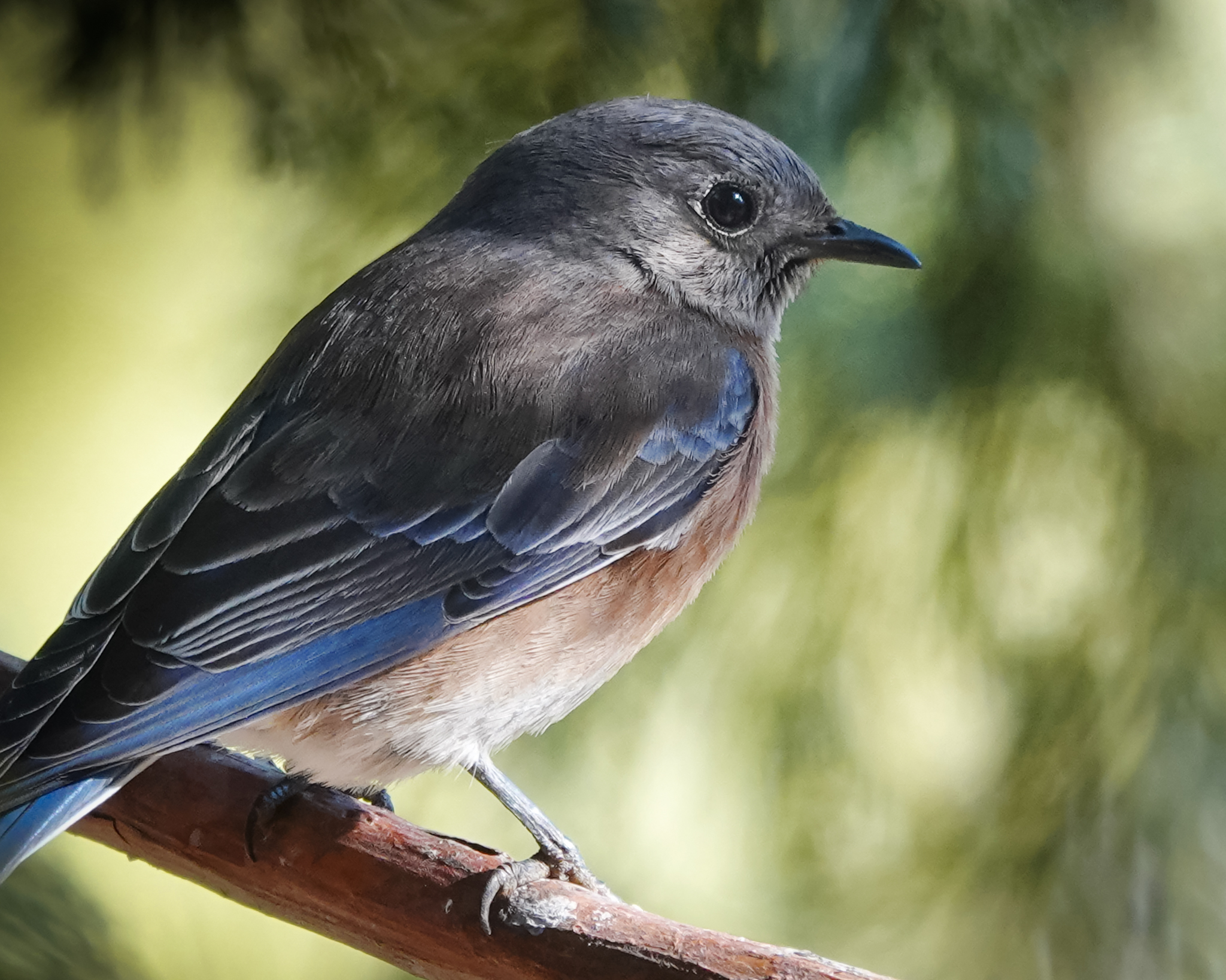 You are currently viewing Sign of Spring – Mama Bluebird