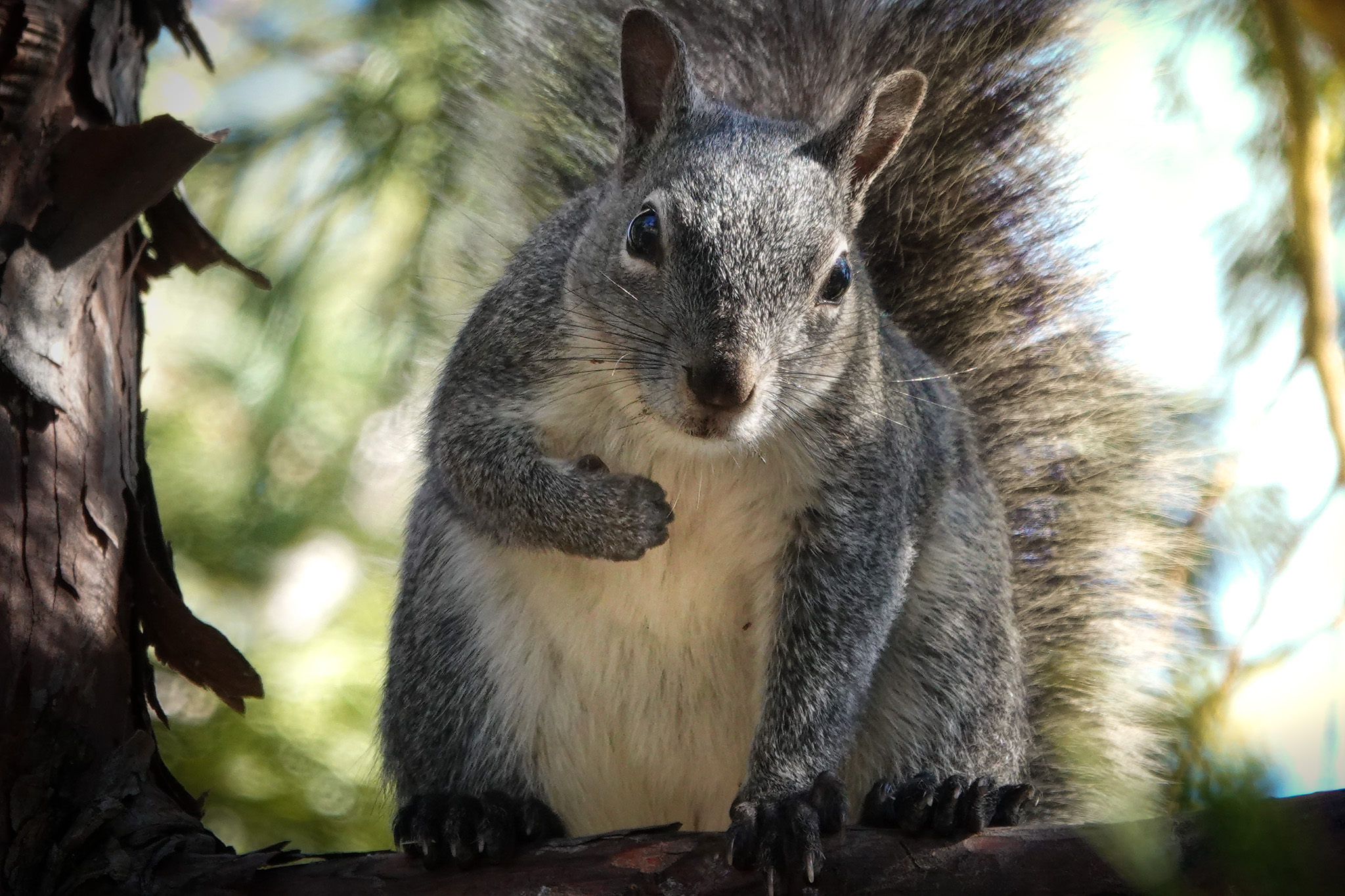 Read more about the article Heartfelt Squirrel Connection