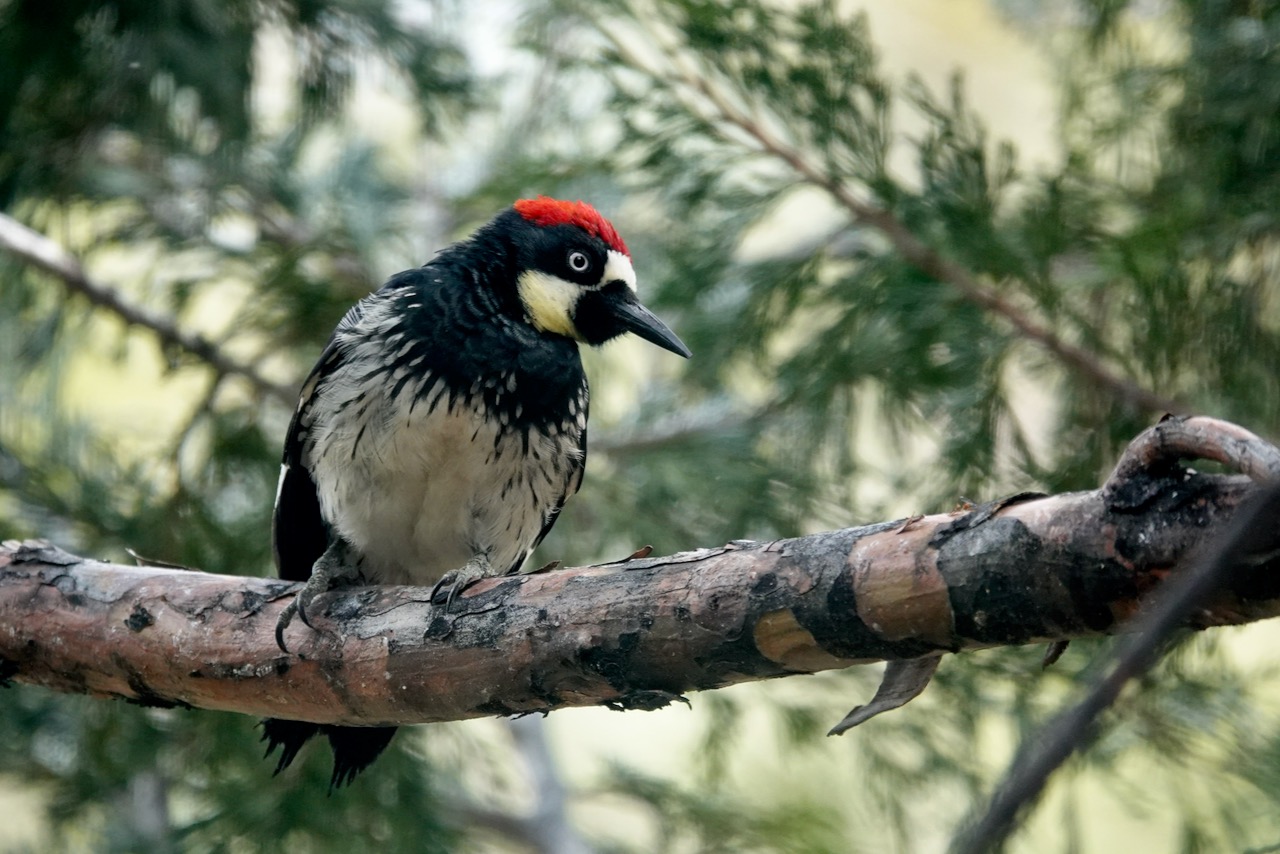You are currently viewing Acorn Woodpecker
