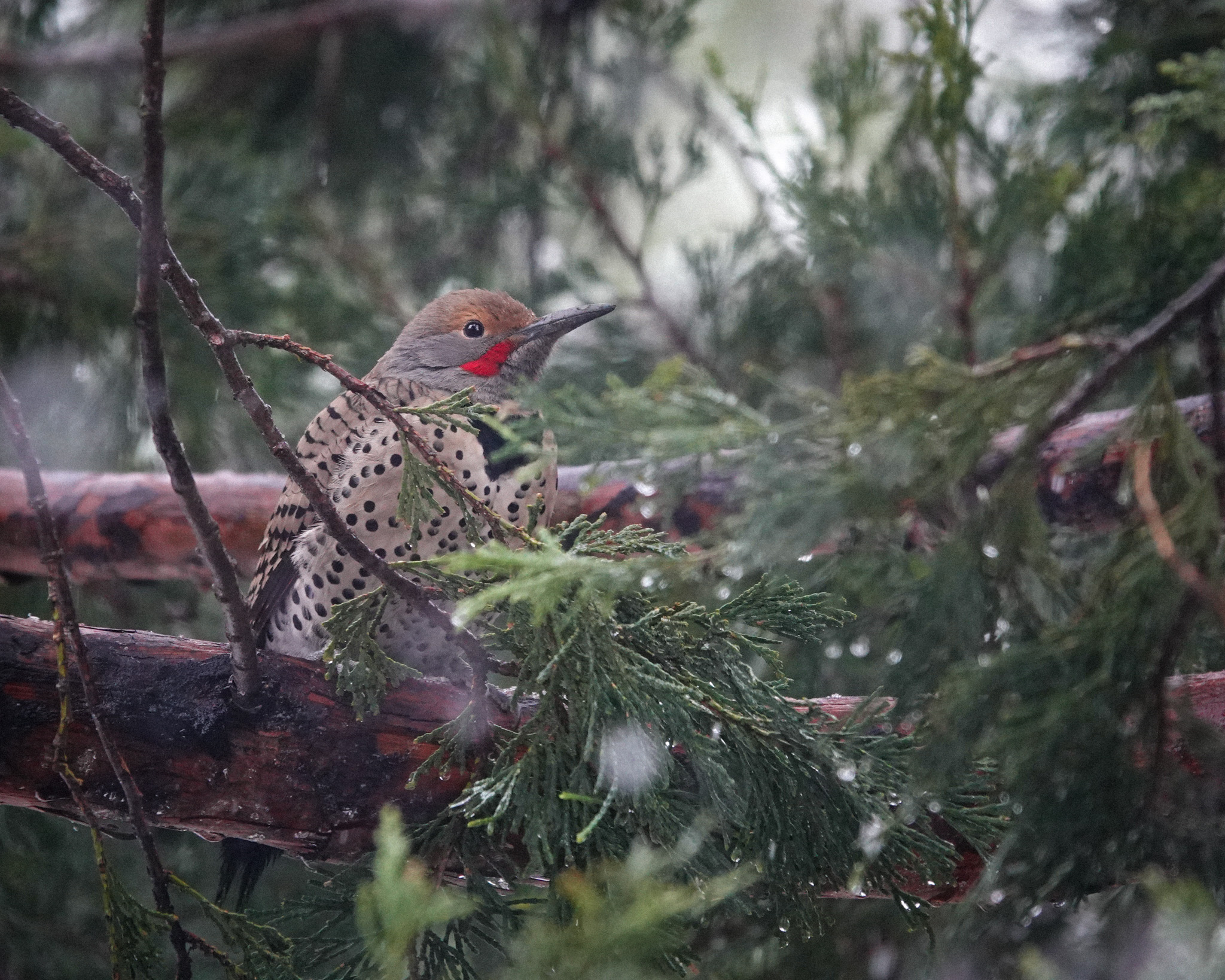 You are currently viewing Flicker Sheltering in Place