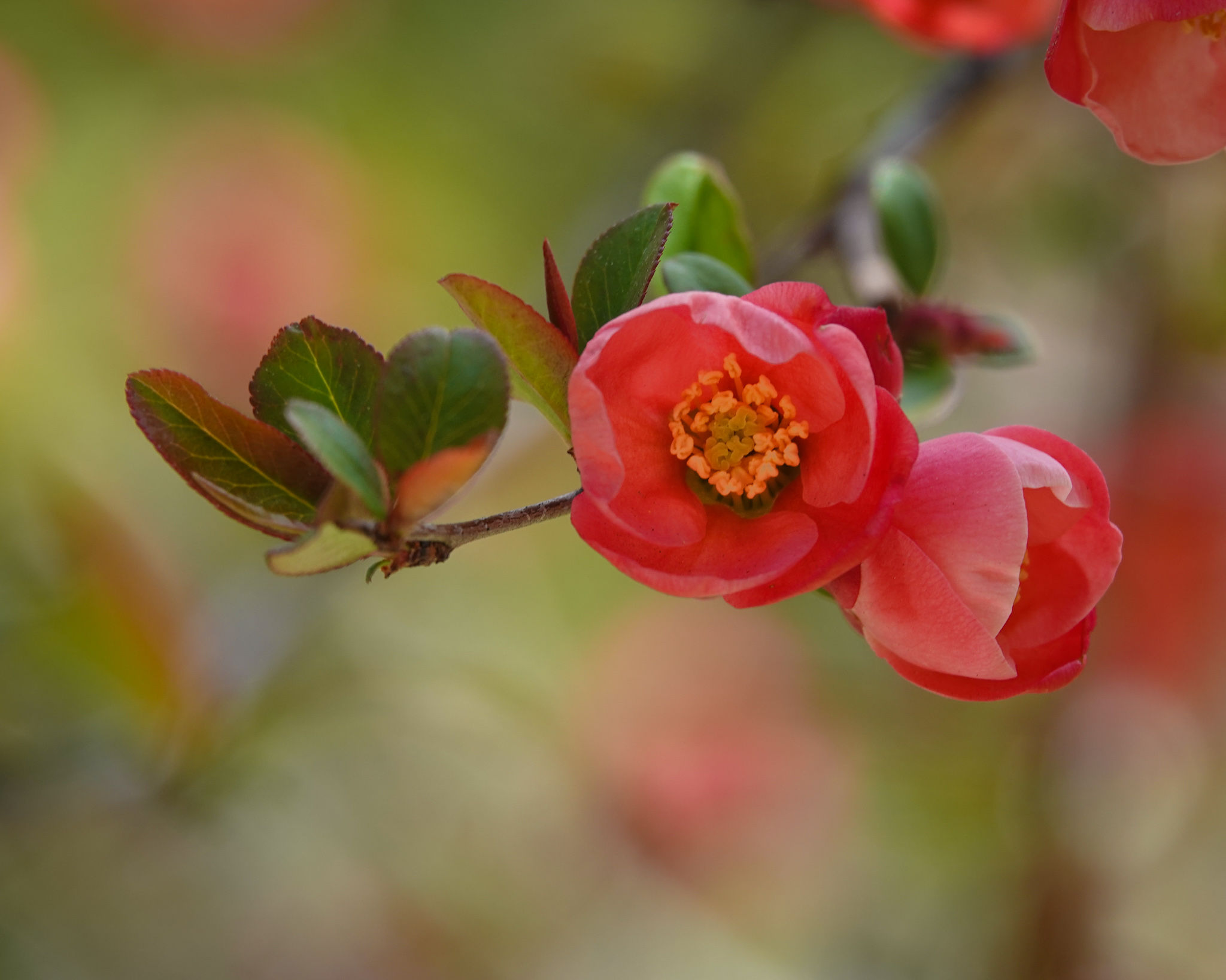 You are currently viewing Spring Blossoms