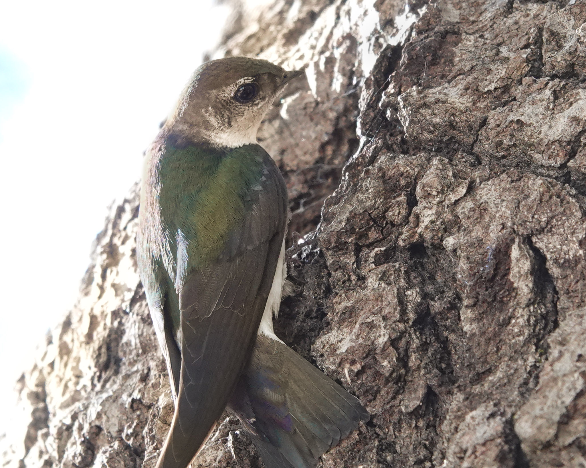 Read more about the article Violet Green Swallow Checking Out a Nest Site