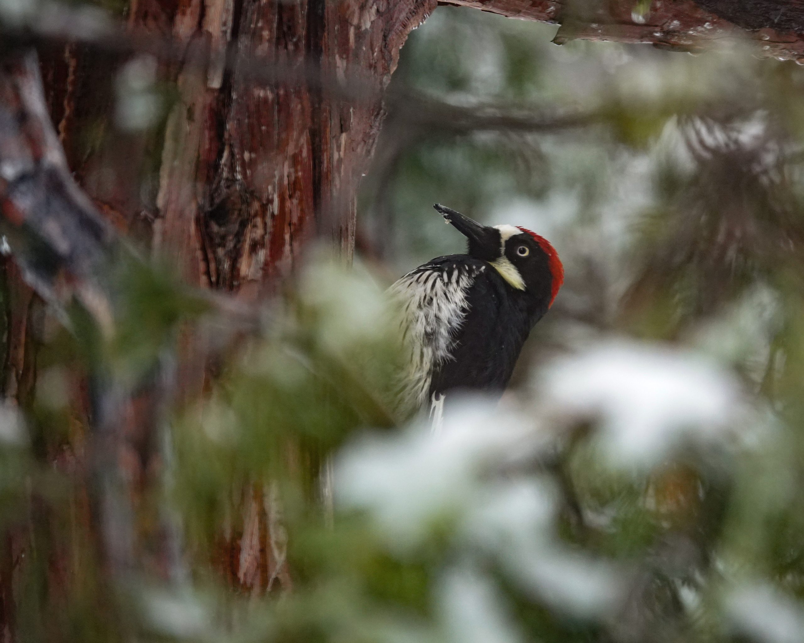 You are currently viewing Acorn Woodpecker Sheltering from the Storm