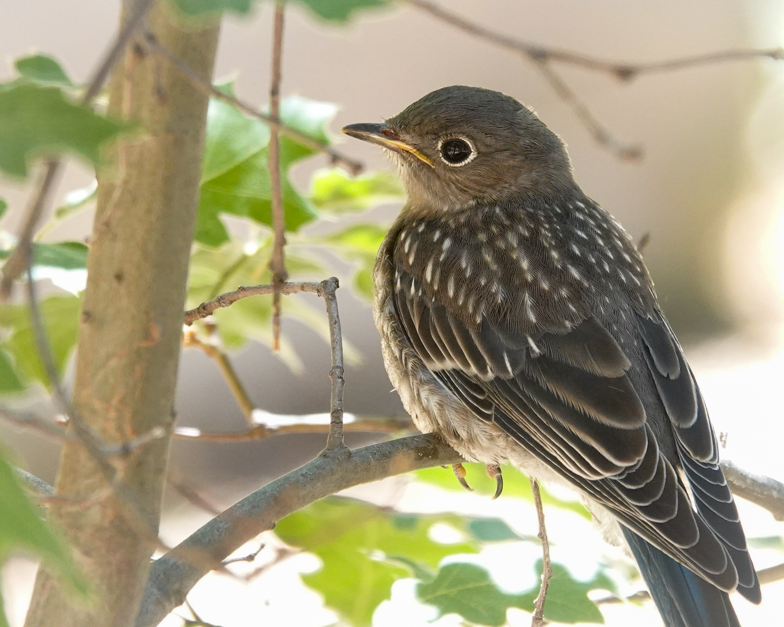 You are currently viewing Young Bluebird