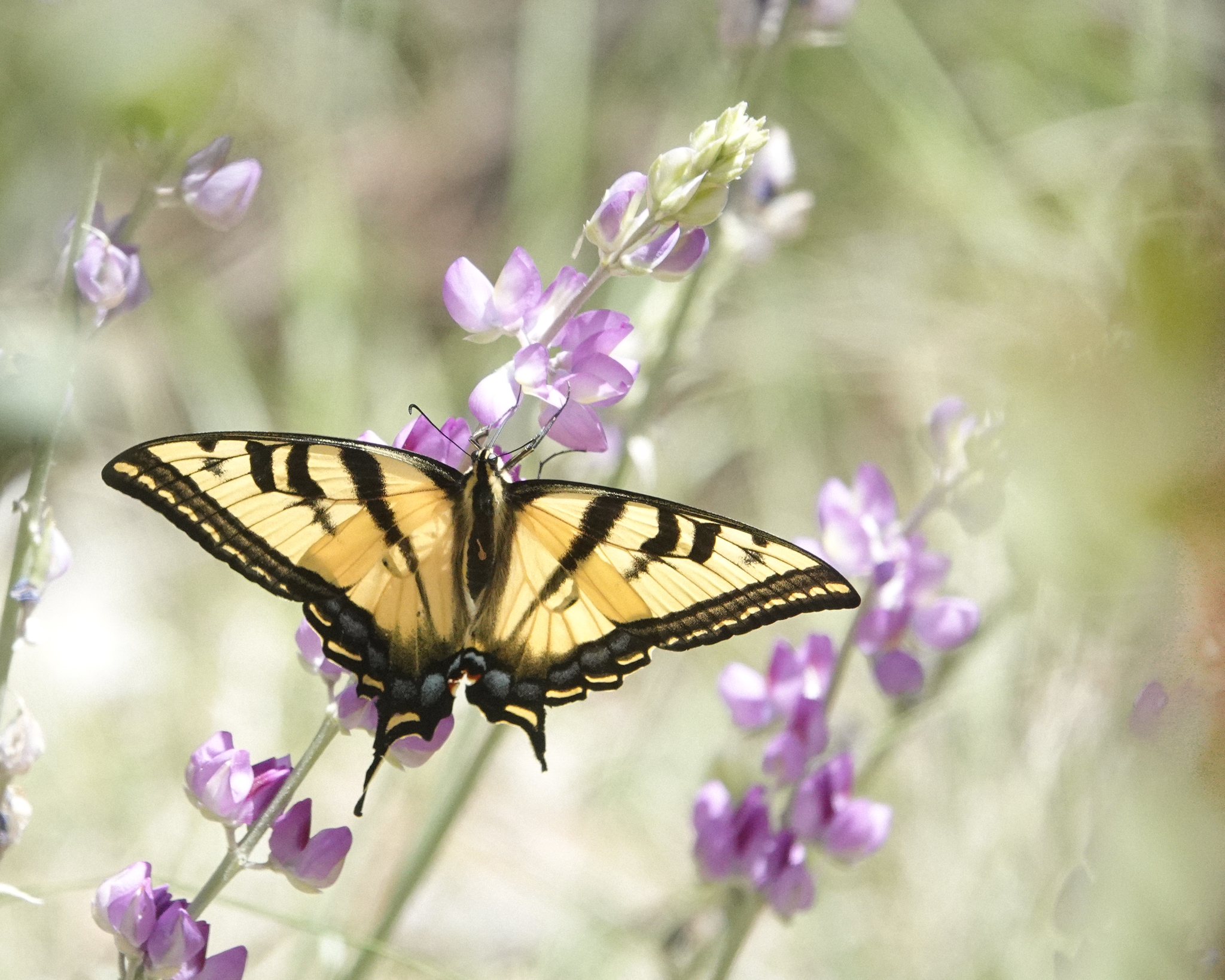 You are currently viewing Swallowtail Butterfly on Lupine