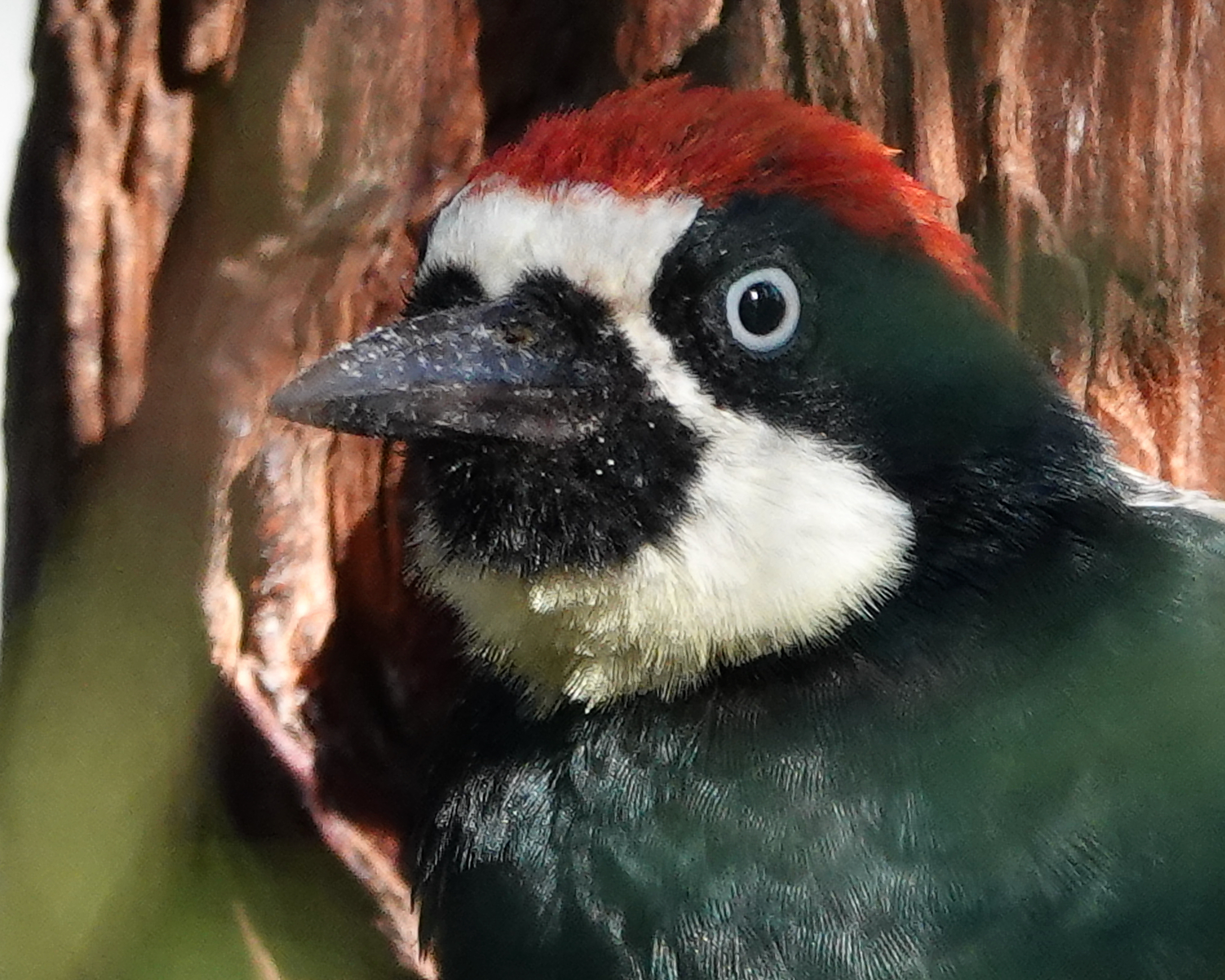 Read more about the article Young Acorn Woodpecker