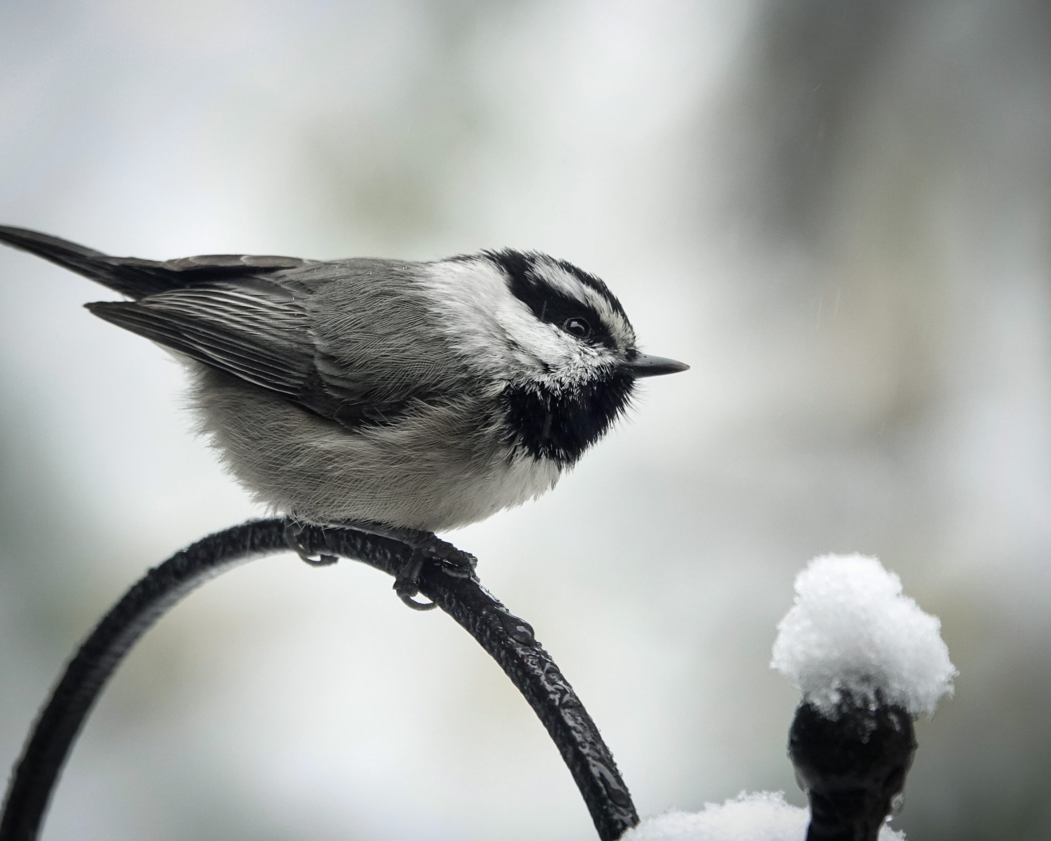 Chickadee on the First Snow Day – Avianna Jones