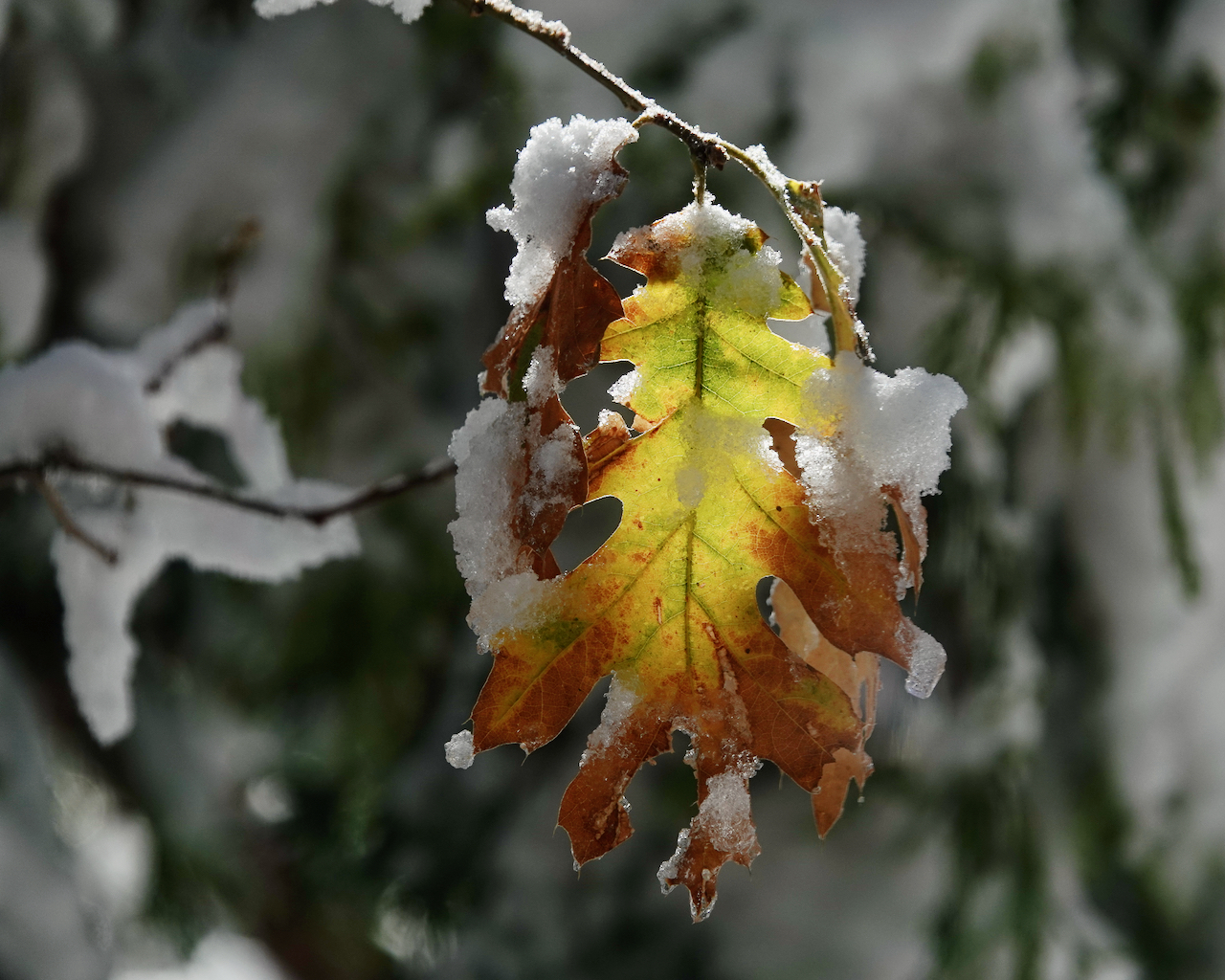 You are currently viewing Oak Leaf in Snow