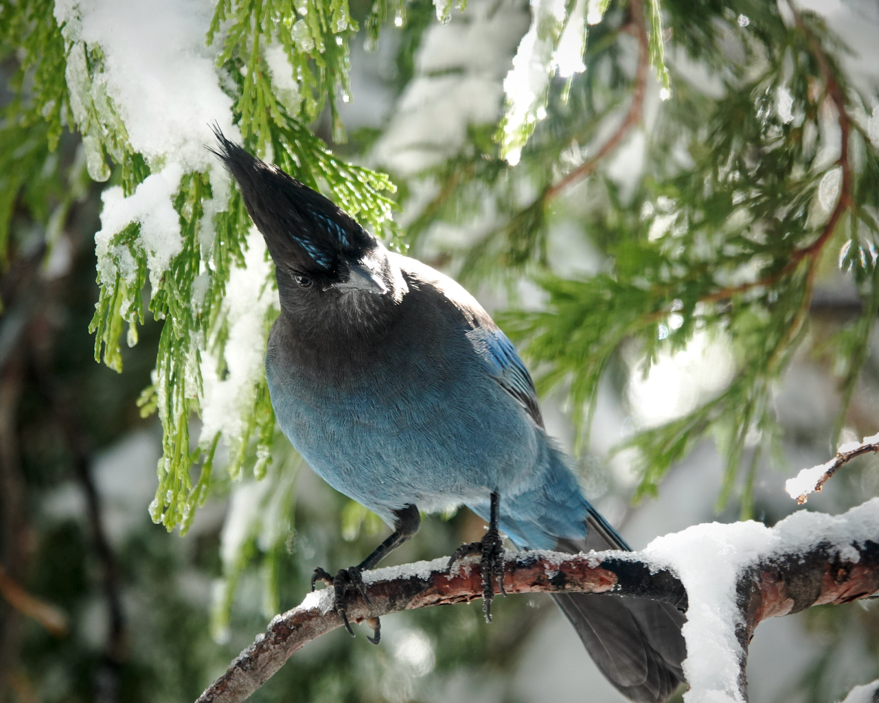 You are currently viewing Young Jay’s First Snow