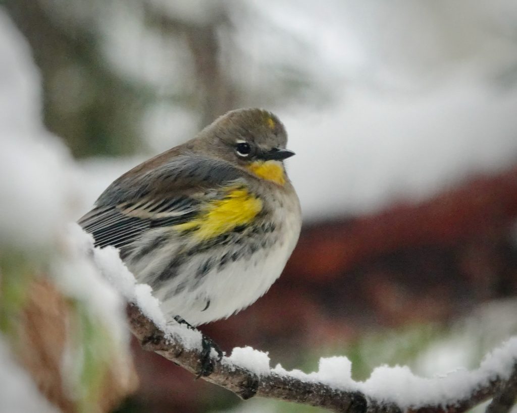 yellow rumped warbler southern california