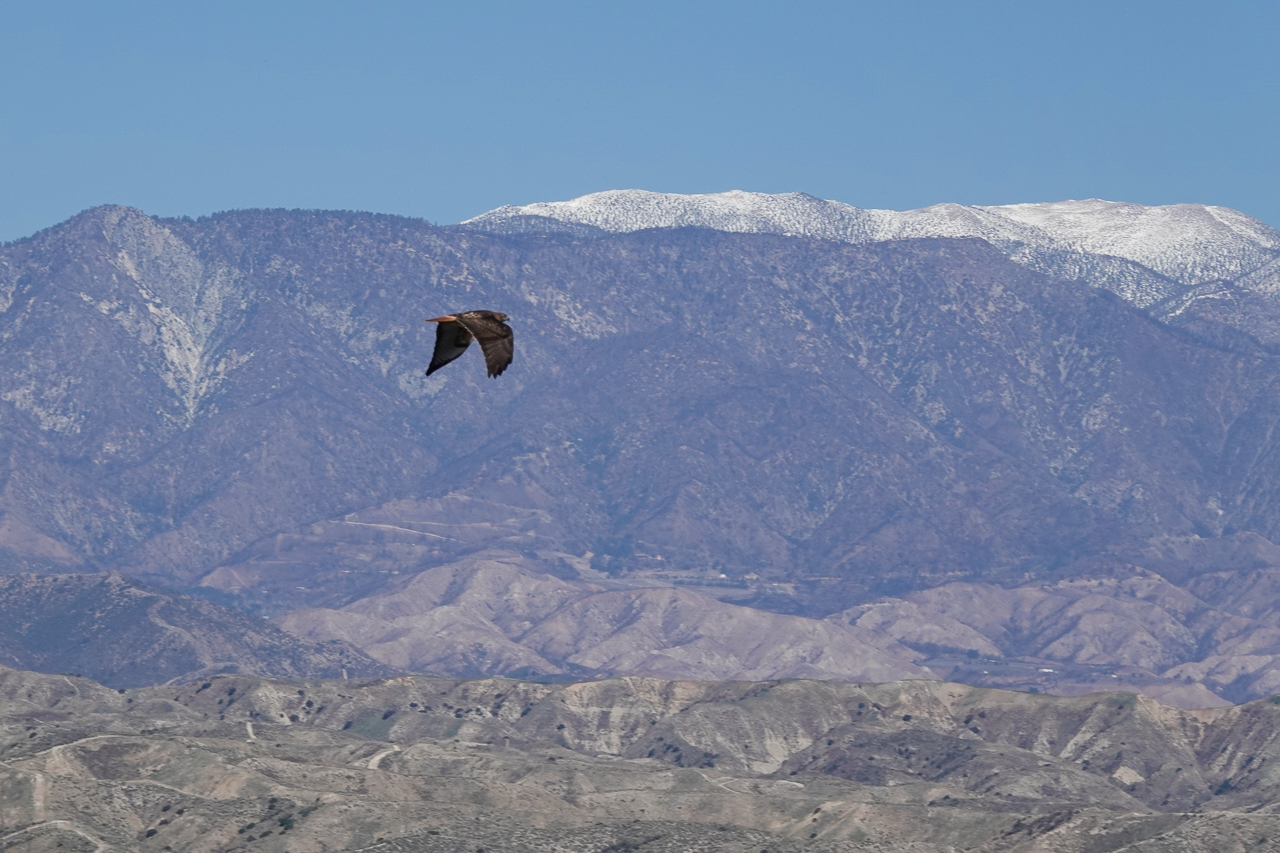 Read more about the article San Jacinto Wildlife Area