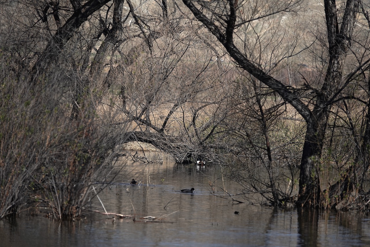 You are currently viewing San Jacinto Wildlife Area