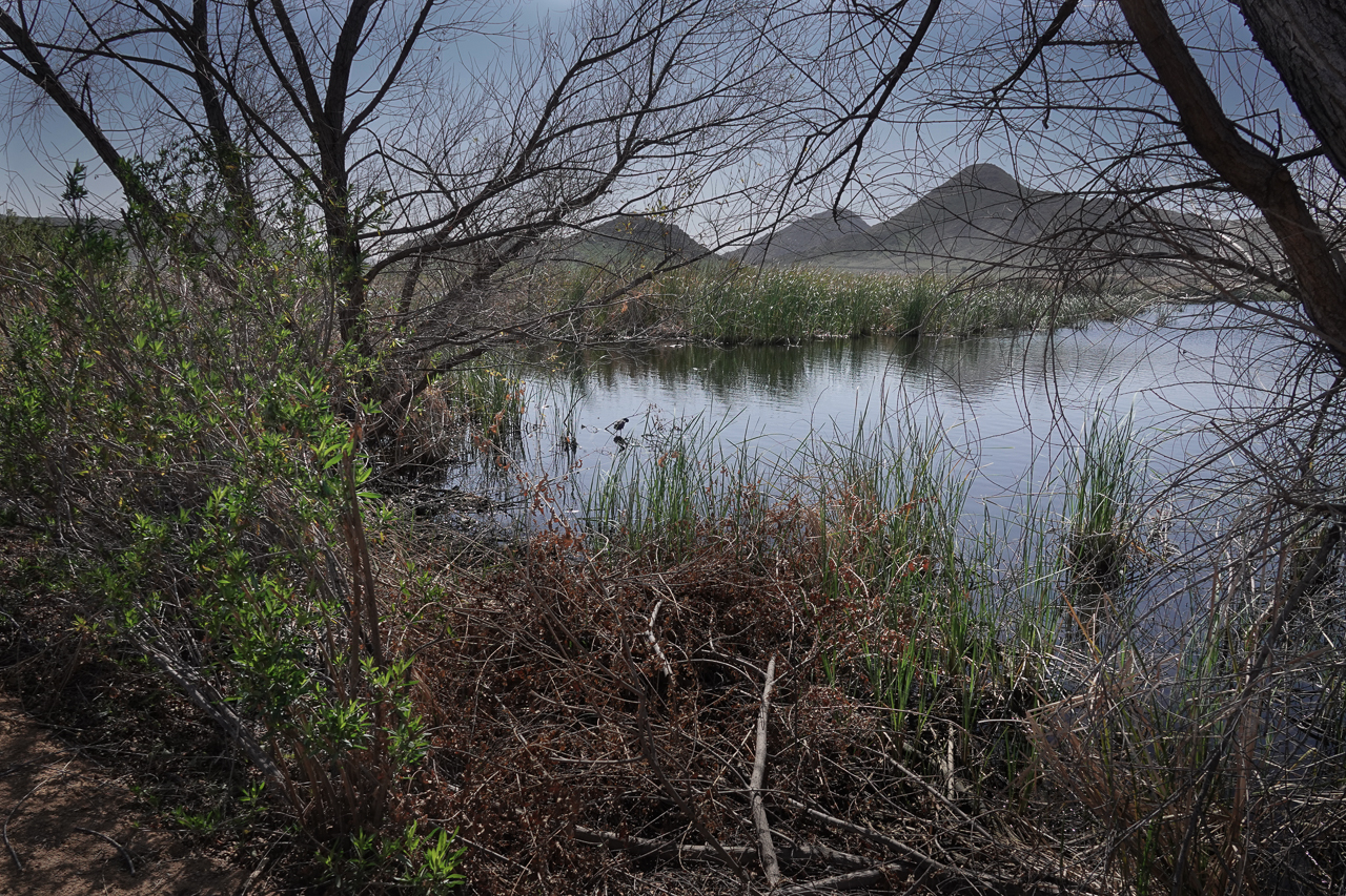 Read more about the article San Jacinto Wildlife Area