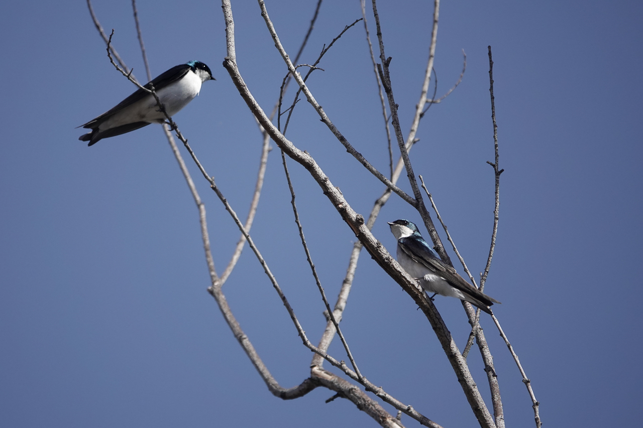 Read more about the article San Jacinto Wildlife Area