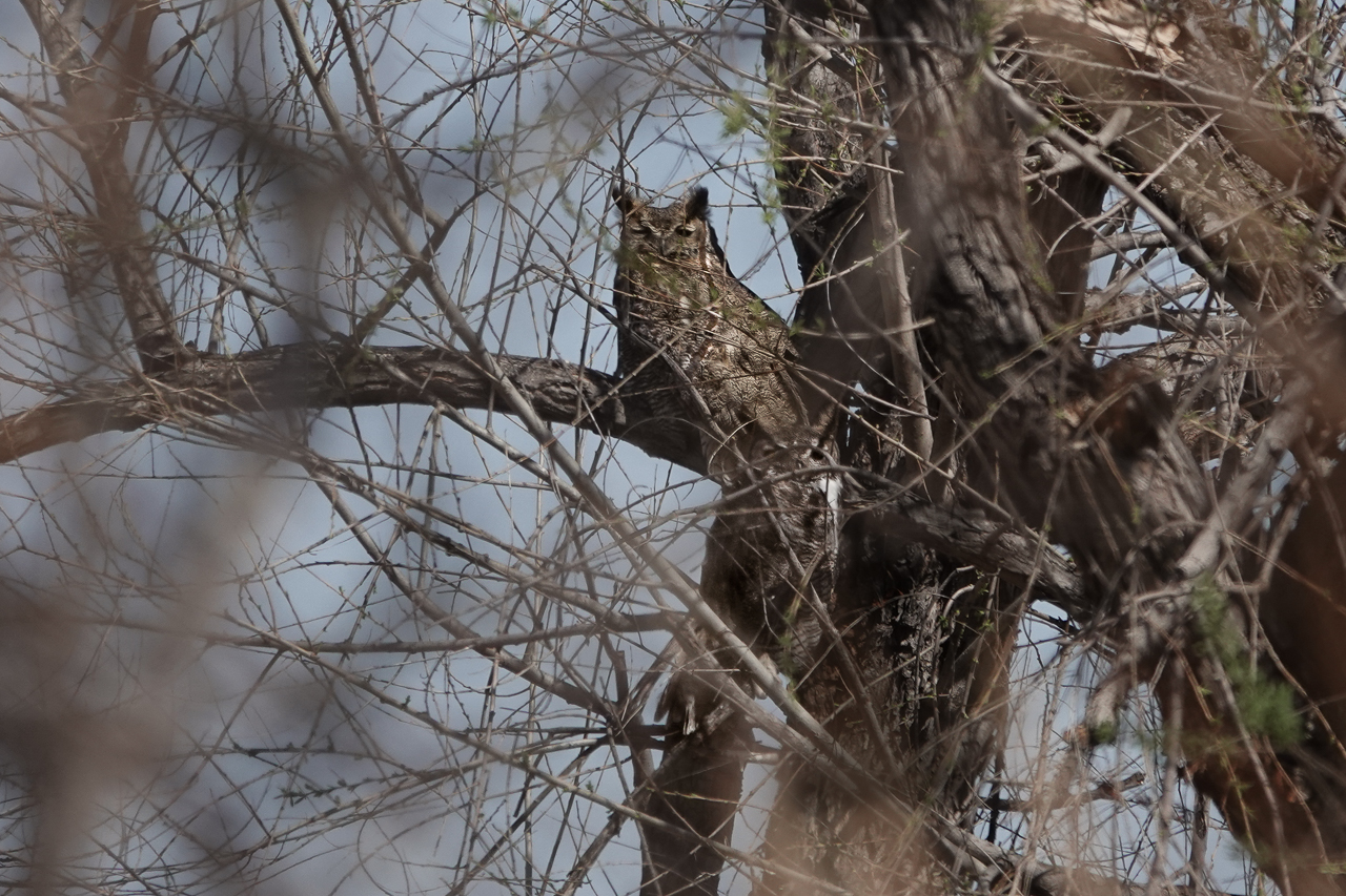 Read more about the article San Jacinto Wildlife Area – And Great Horned Owls!