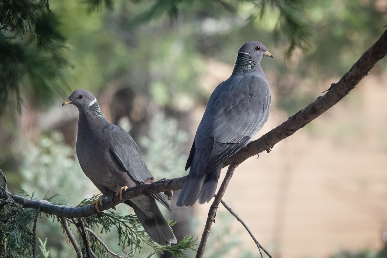 You are currently viewing Band-Tailed Pigeons