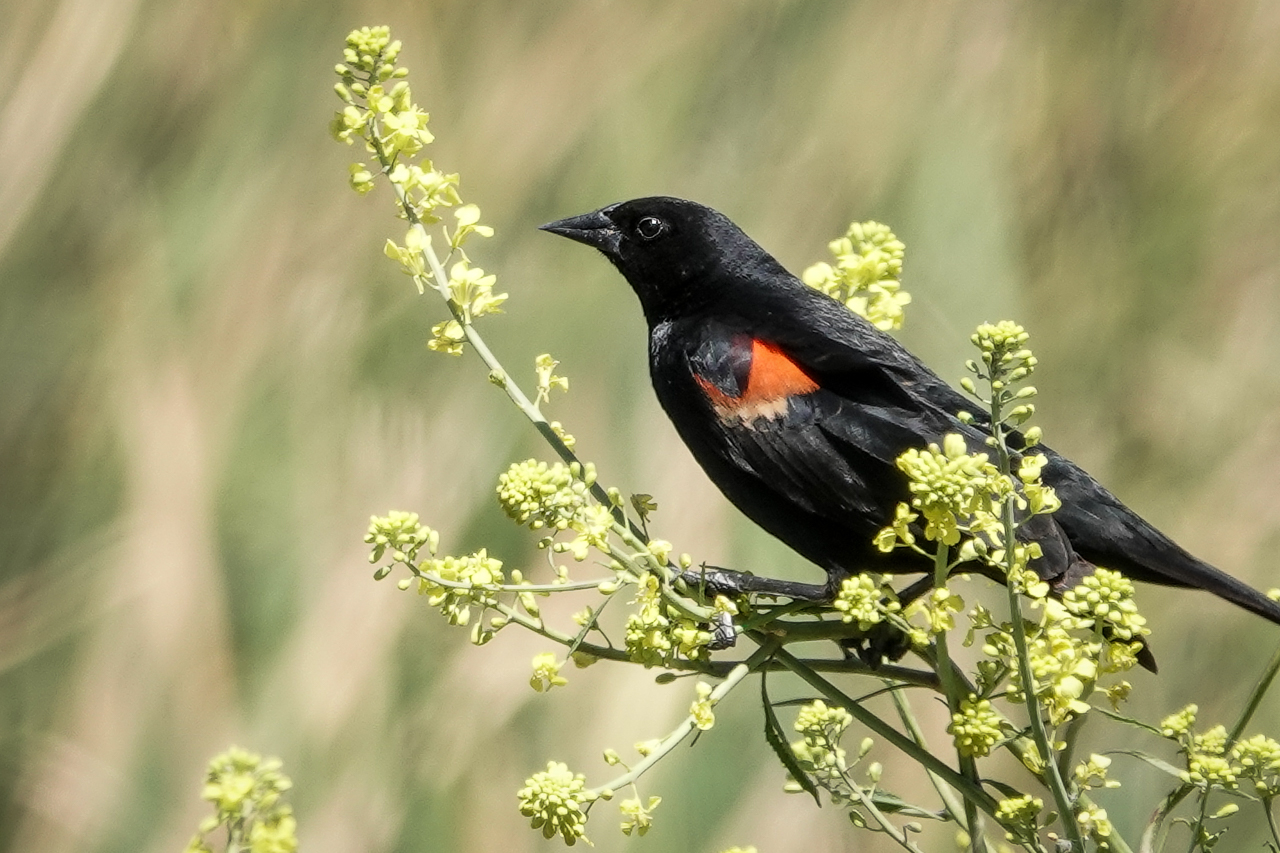 You are currently viewing San Jacinto Wildlife Area • Spring Is Here!