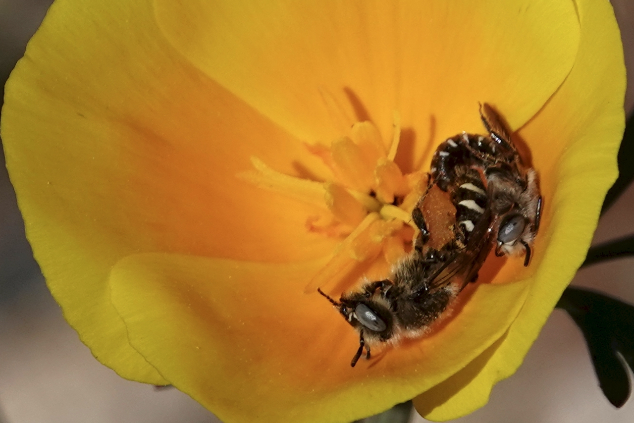 Read more about the article Bees in Poppy