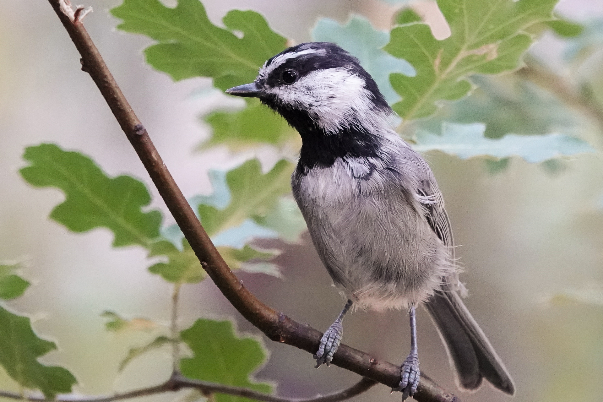 Read more about the article Hungry Chickadee