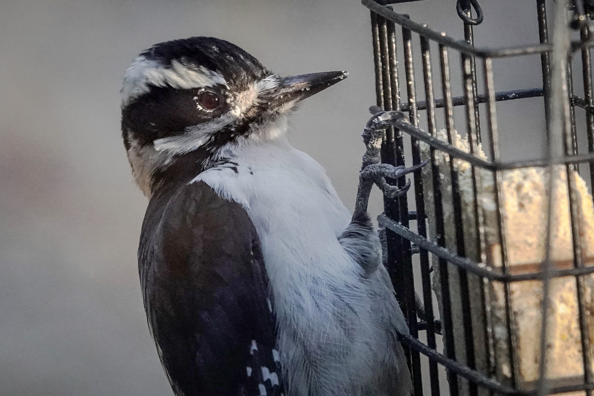 Read more about the article Hairy Woodpecker