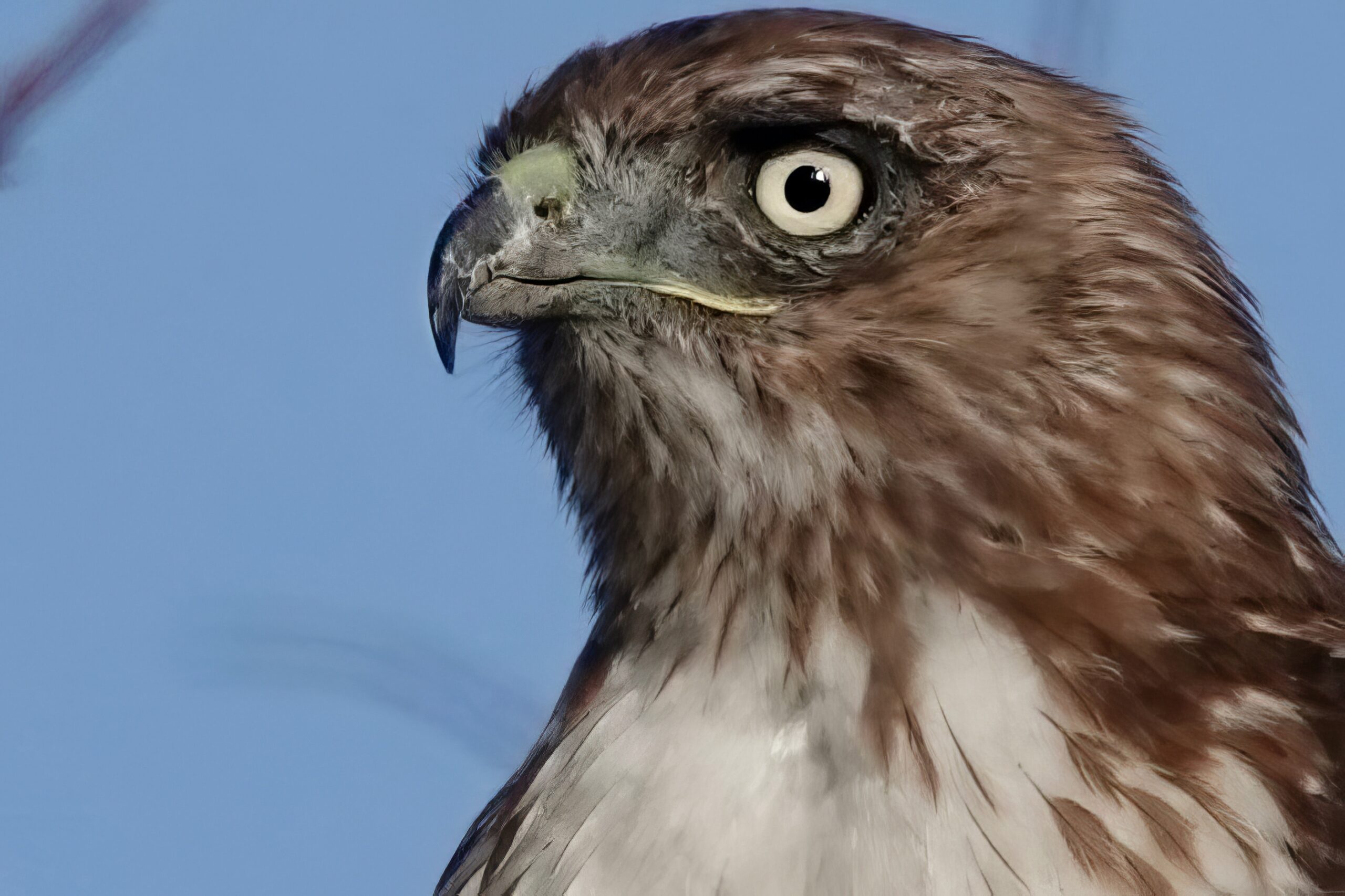 Read more about the article Red-Tailed Hawk